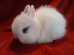 Teddy miminko