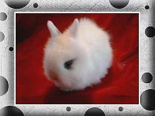 Teddy miminko