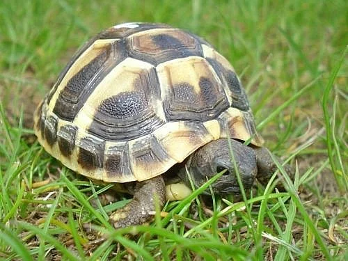 Suchozemské želvičky zelenavé, vroubené a žlutohně