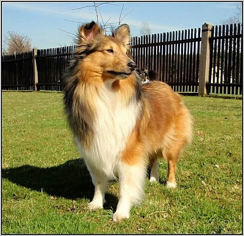PRODÁM ZLATÁ ŠTĚŇÁTKA SHELTIE