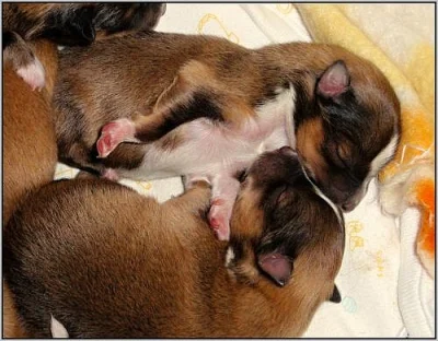 PRODÁM ZLATÁ ŠTĚŇÁTKA SHELTIE