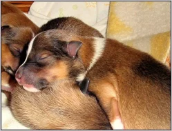 PRODÁM ZLATÁ ŠTĚŇÁTKA SHELTIE