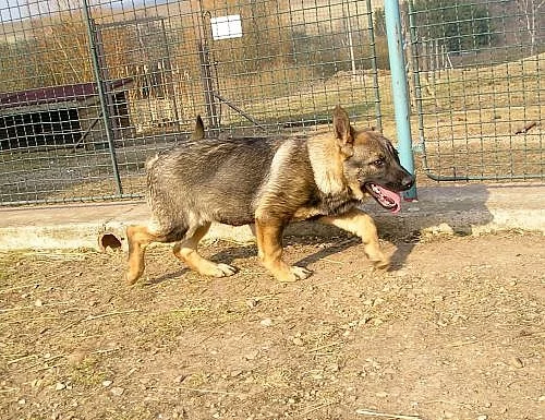 Německý ovčák s PP fenka vlkošedá
