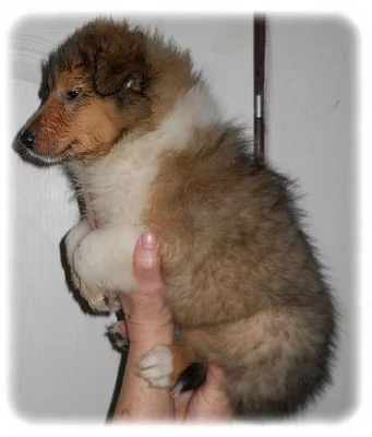 Kolie Dlouhosrstá s PP