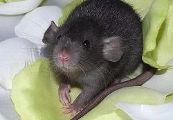 Dumbo potkánci