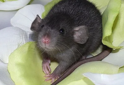 Dumbo potkánci