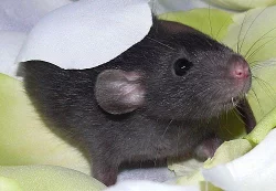 Dumbo potkánci