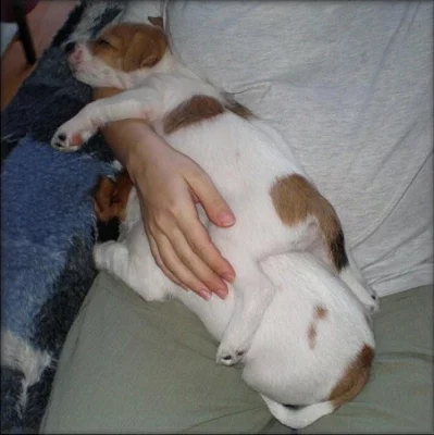 Jack russell terier