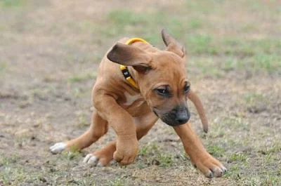 Rhodéský ridgeback - štěňata