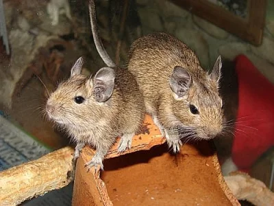 Daruji mladé samce OSMÁKA DEGU