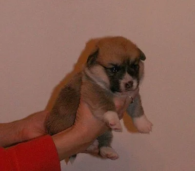 Welsh Corgi Pembroke