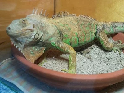 Prodam krasnou slecnu leguana zeleneho!!!