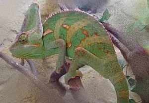 Chameleony jemenské - Ch. calyptratus -
