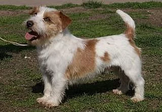 Jack russel teriér - štěňátka s průkazem původu