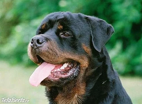 Rottweiler – 20ti měsíční pes s PP