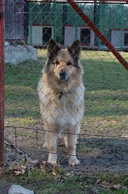 Fena ovčáka