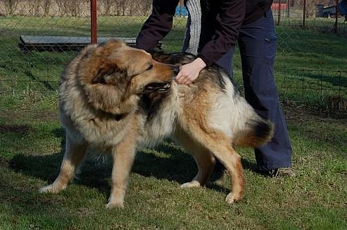 Fena ovčáka