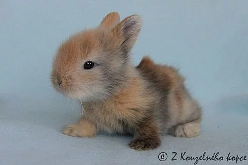 Zakrslý teddy králíček s rodokmenem