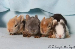 Zakrslý teddy králíček s rodokmenem