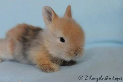 Zakrslý teddy králíček s rodokmenem