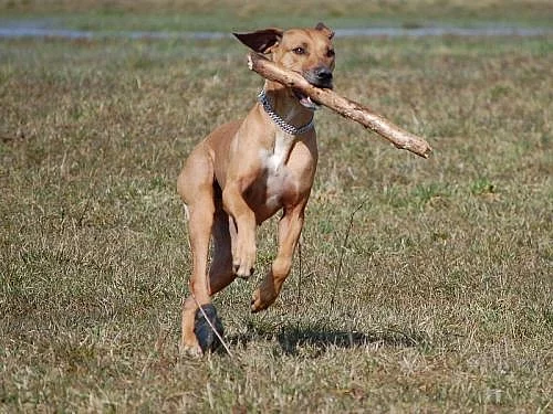 RHODÉSKÝ RIDGEBACK