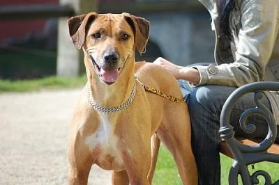 RHODÉSKÝ RIDGEBACK