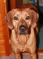 RHODÉSKÝ RIDGEBACK