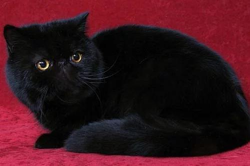 Černý exotický kocour
