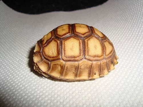 ŽELVA OSTRUHATÁ (Geochelone sulcata)