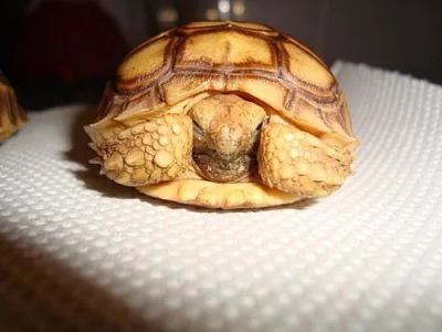 ŽELVA OSTRUHATÁ (Geochelone sulcata)