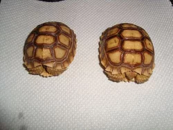 ŽELVA OSTRUHATÁ (Geochelone sulcata)