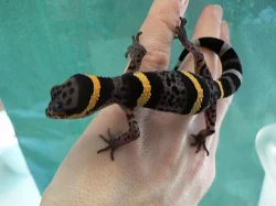 Cvrčky G. assimilis a G. bimaculatus