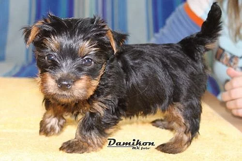 Australský silky terier