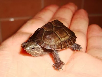 KLAPAVKA - Sternotherus odoratus
