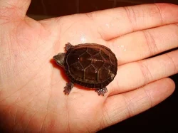KLAPAVKA - Sternotherus odoratus