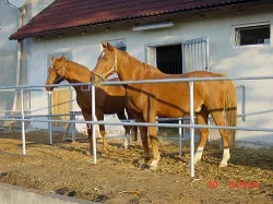 Nabím ustájení - pevné boxy padokového typu