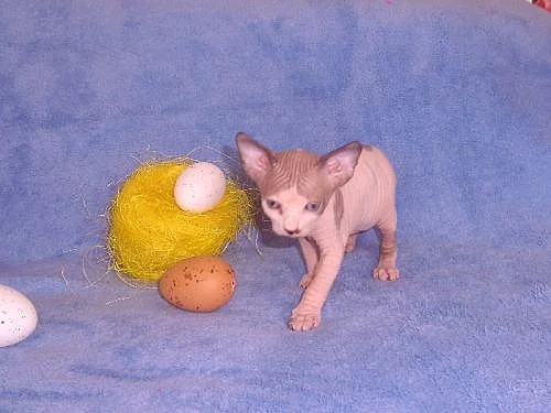 Sphynx koťátka s PP