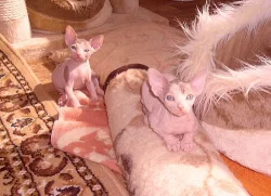 Sphynx koťátka s PP
