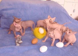 Sphynx koťátka s PP