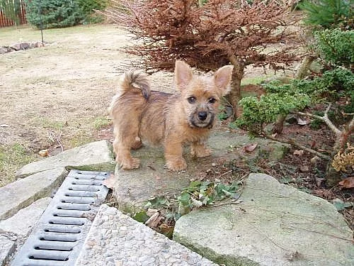 Norwich terrier s pp