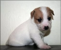 Jack russell terier