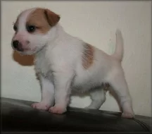 Jack russell terier