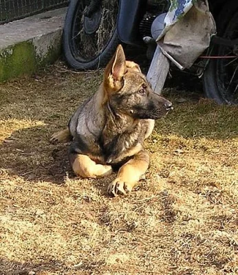 Německý ovčák s PP fenka vlkošedá