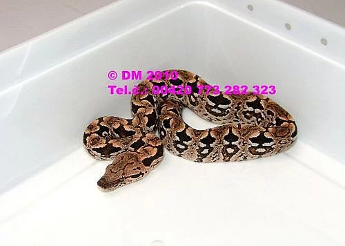 Hadi. Acrantophis dumerili