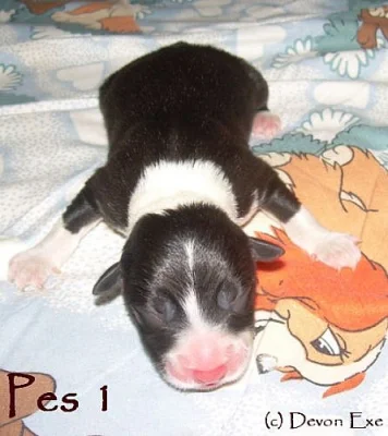 zadám štěňata border kolie s PP