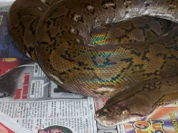 Python reticulatus superdwarf - pár vcelku