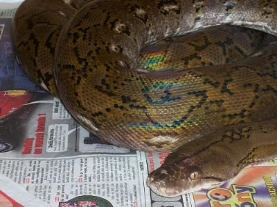 Python reticulatus superdwarf - pár vcelku