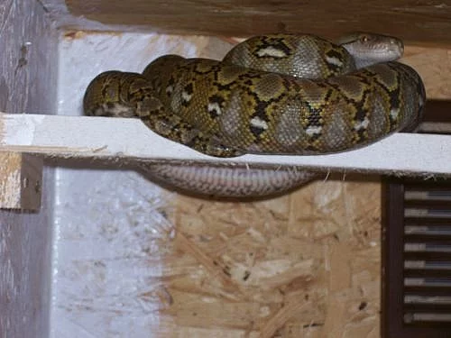 Python reticulatus superdwarf - pár vcelku