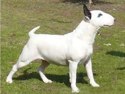 Bulterier - MARSO Bullterier