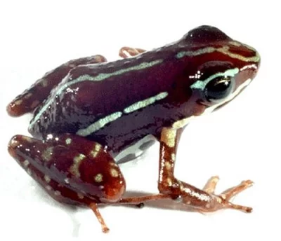 Epipedobates anthonyi